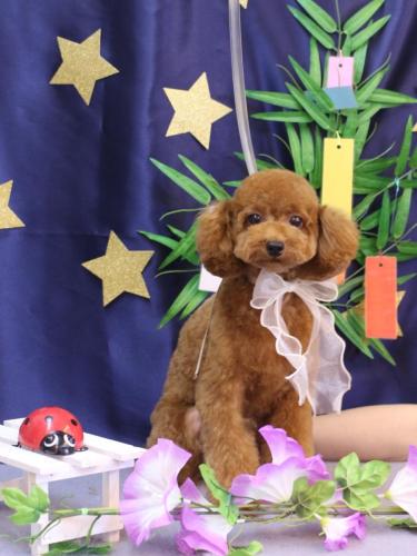 20230718モモちゃん